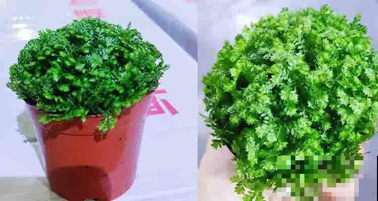 绿地球软萌可爱又耐阴，办公室养一盆，释放压力还能缓解眼部疲劳