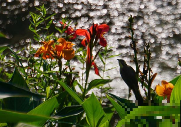 美人蕉冬天养殖，注意这4点，来年还能继续长