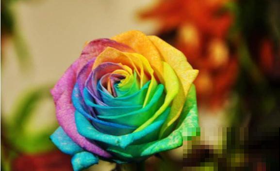 网上常见的3种花，购买需谨慎，看着销量高，其实都是坑