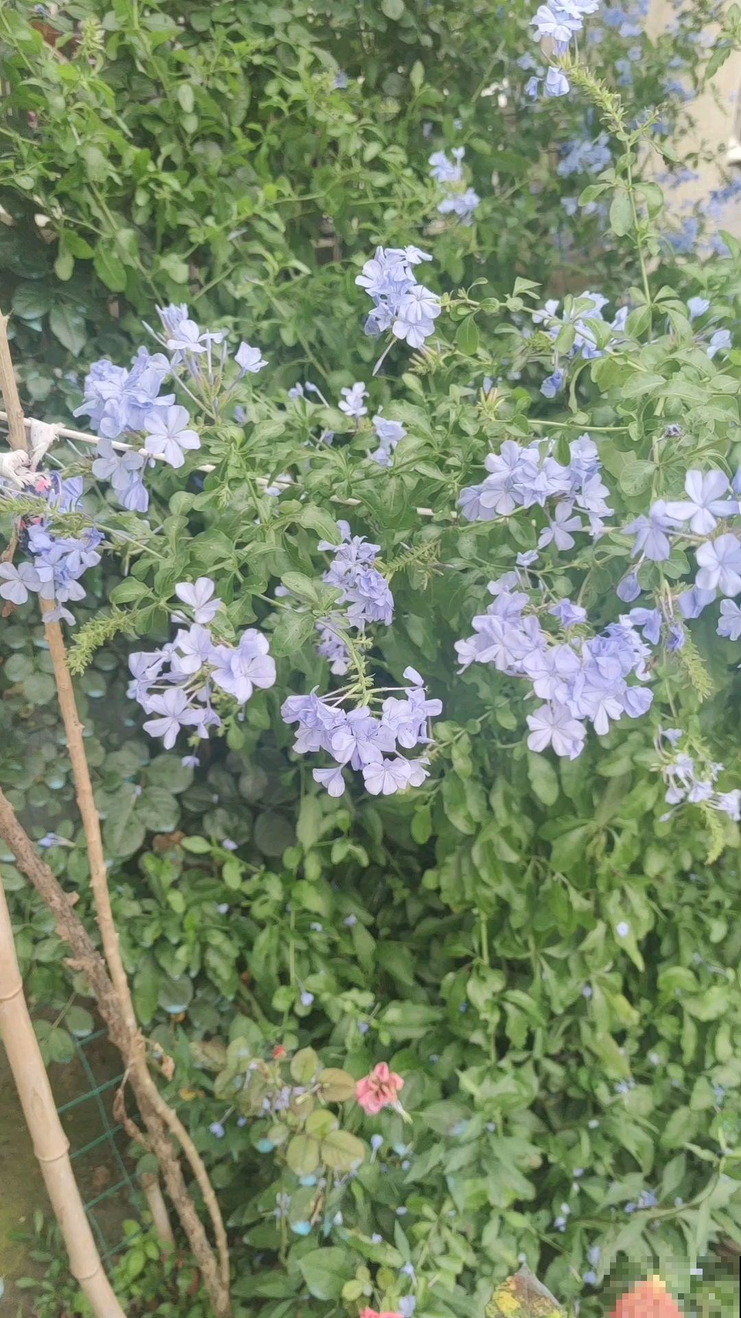 在家打造阳台花园，种这5种花就够了，小阳台也能变花海