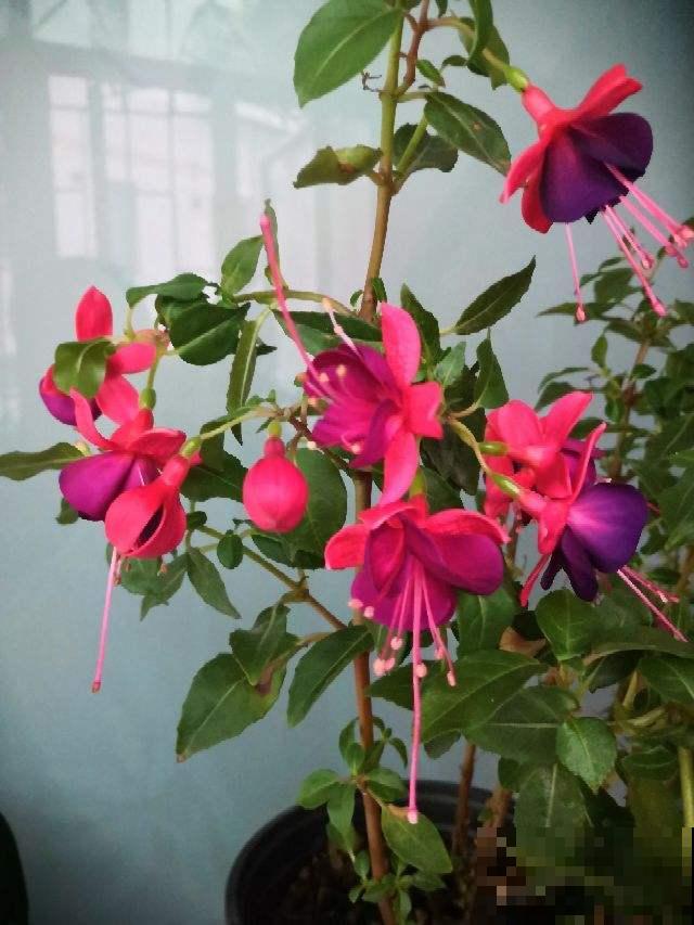 若年终奖允许,建议买盆宝莲灯,开花气质高贵颜值高 若年终奖允许,建议买盆宝莲灯,开花气质高贵颜值高