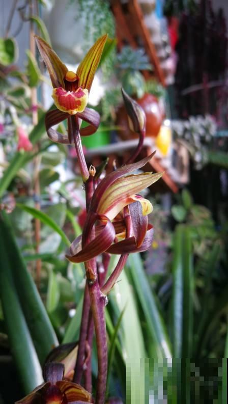 4种耐阴花卉,就算阳光不足照样开花,好看又好养 4种耐阴花卉,就算阳光不足照样开花,好看又好养