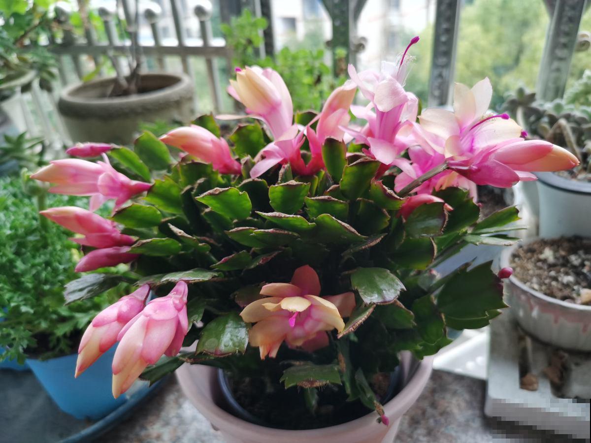 立春了，花草也别搬出去，冻死还是很容易