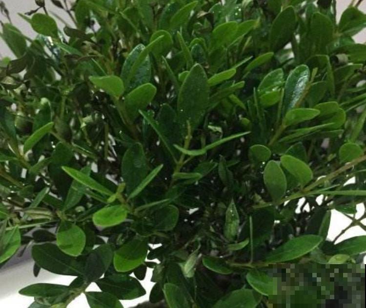 花高价买的小叶紫檀,到家哗哗掉叶子,究竟为啥? 花高价买的小叶紫檀,到家哗哗掉叶子,究竟为啥?