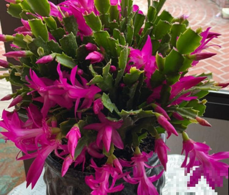 植物又细又长，八成是徒长，狠心剪掉才能呼呼长芽