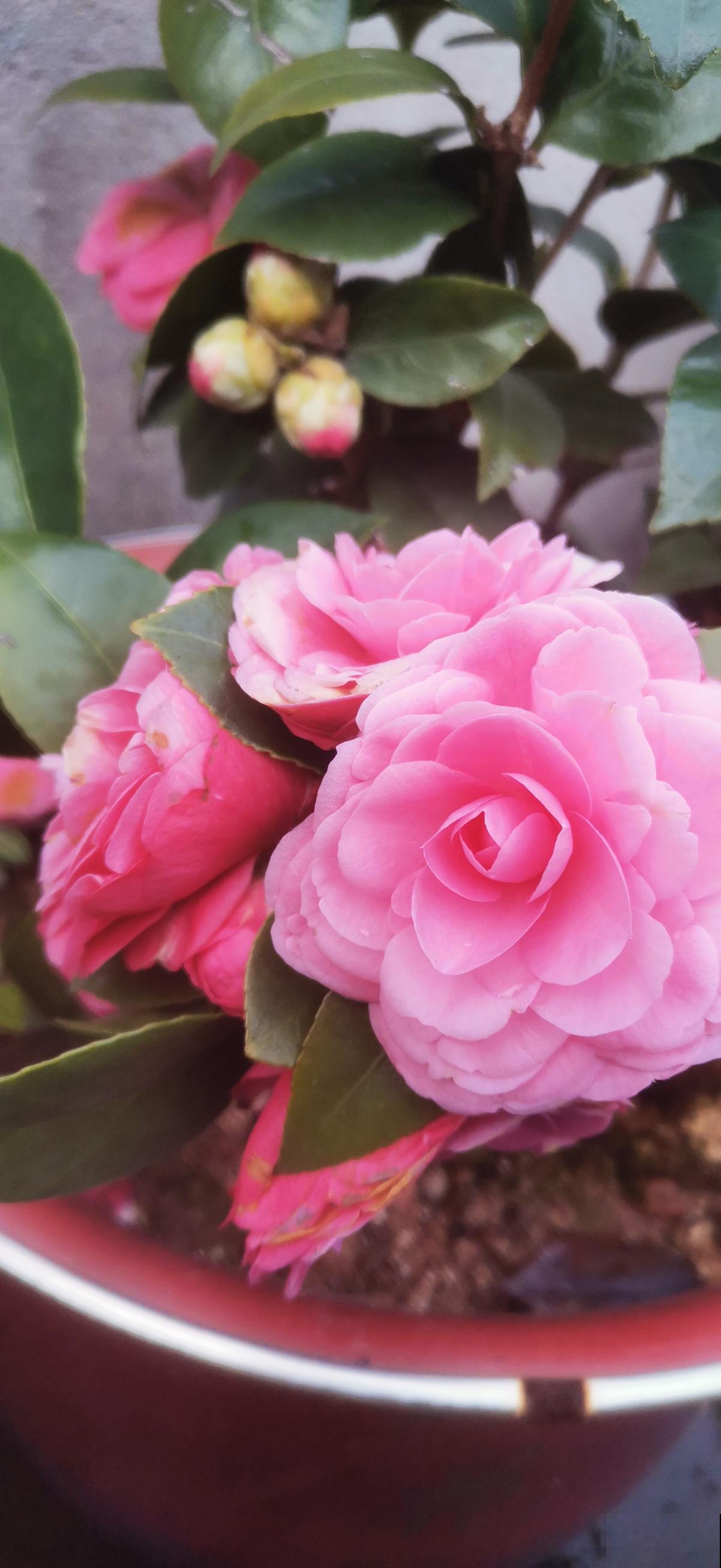 有花最爱喝“酸酸水”,喝一点爆花就更猛 有花最爱喝“酸酸水”,喝一点爆花就更猛