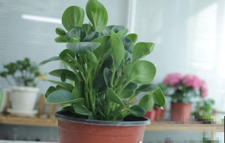 好看的圆叶植物有很多，这5种观叶效果高，适合家中养殖