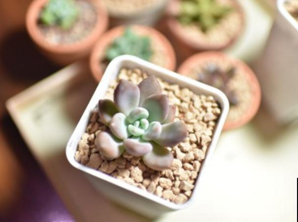 家里有煤渣，拿来种多肉，要处理好这4点