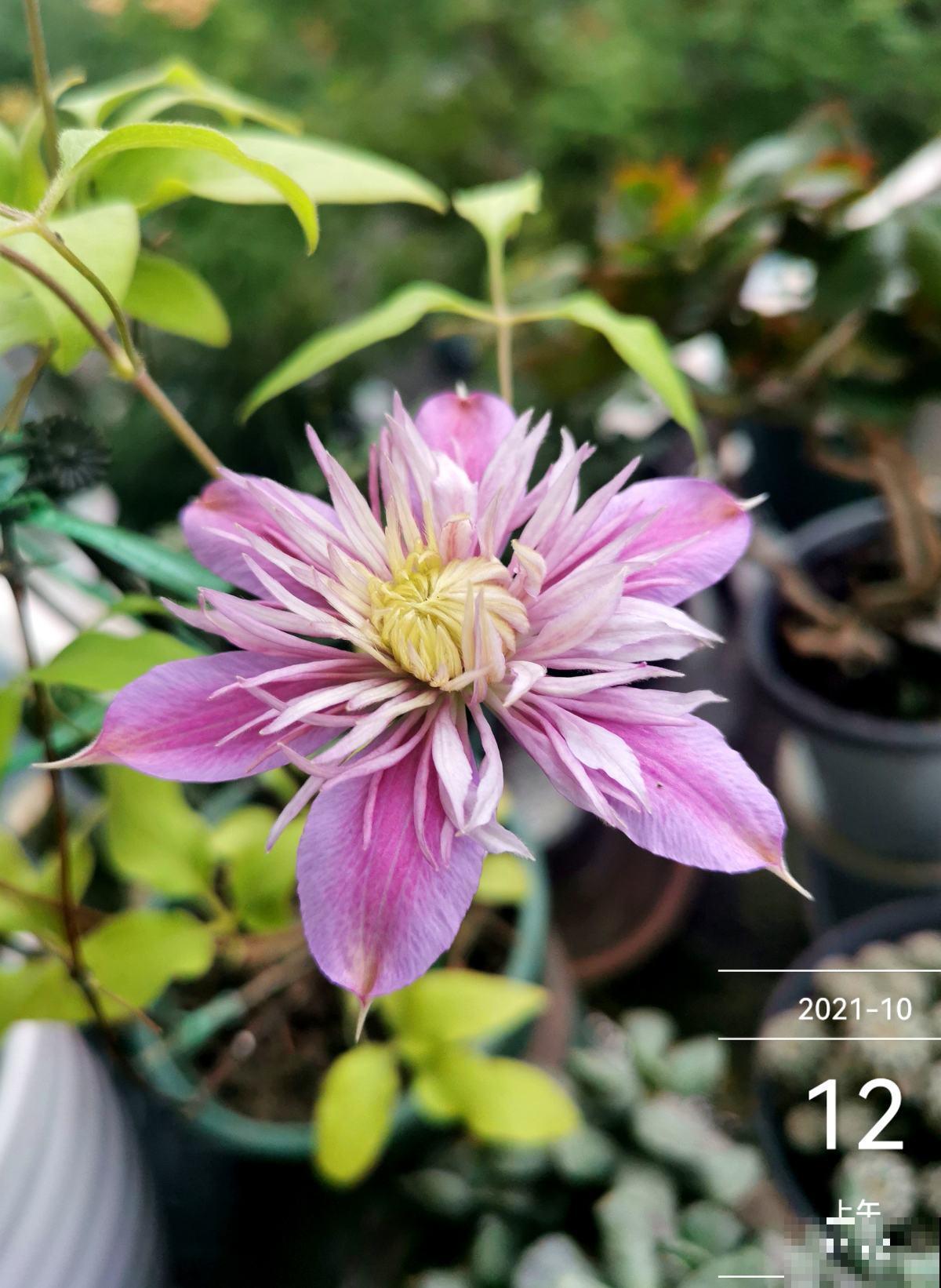 院子里最适合种的4种组合花卉，美观又好打理，花期超长