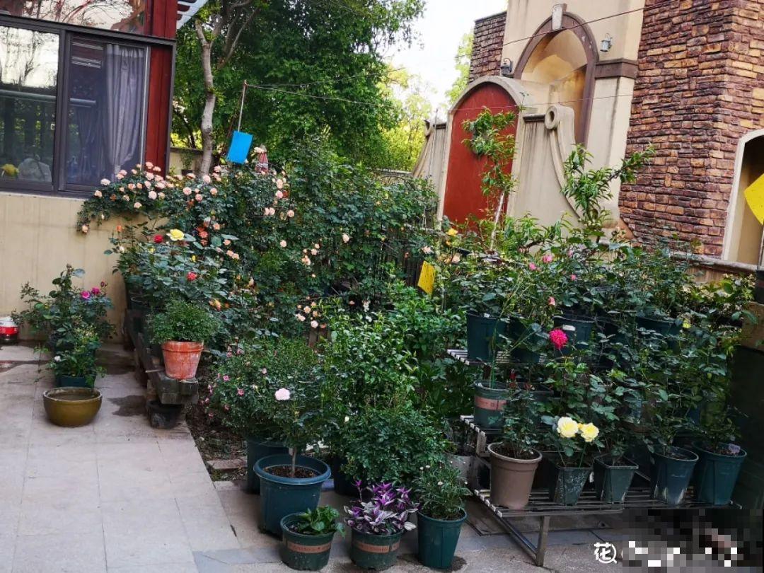 这9种“看家花”，70、80后难忘记，00后不认识！