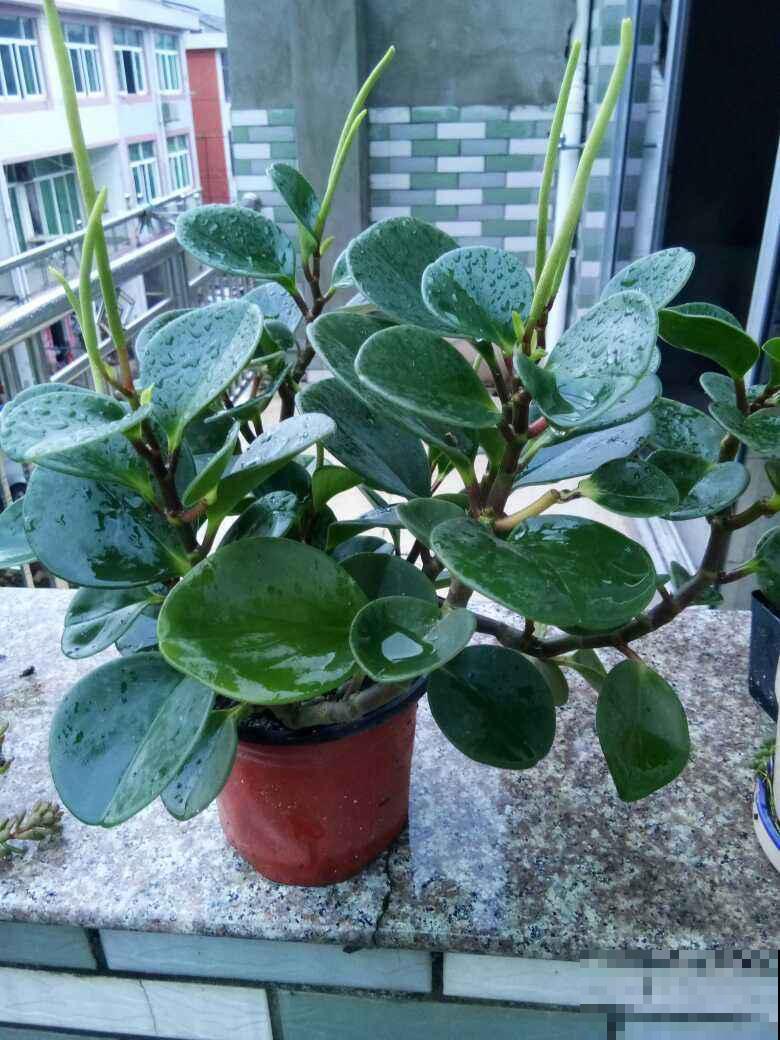 8种“不死花”,多肉都能养死的可以一试,小众又好养 8种“不死花”,多肉都能养死的可以一试,小众又好养