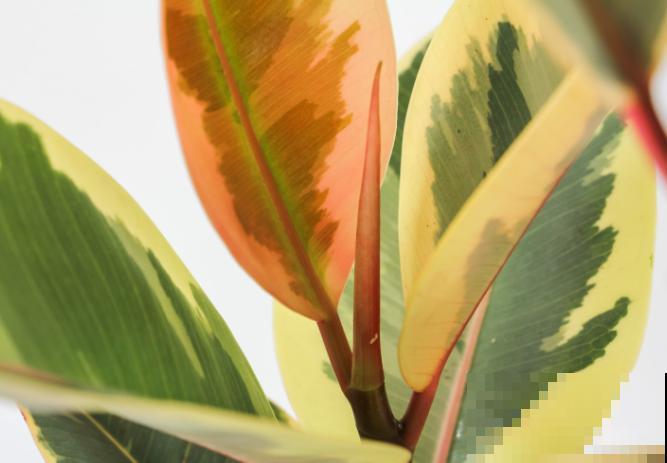 橡皮树扦插，学会这4步，成功率更高