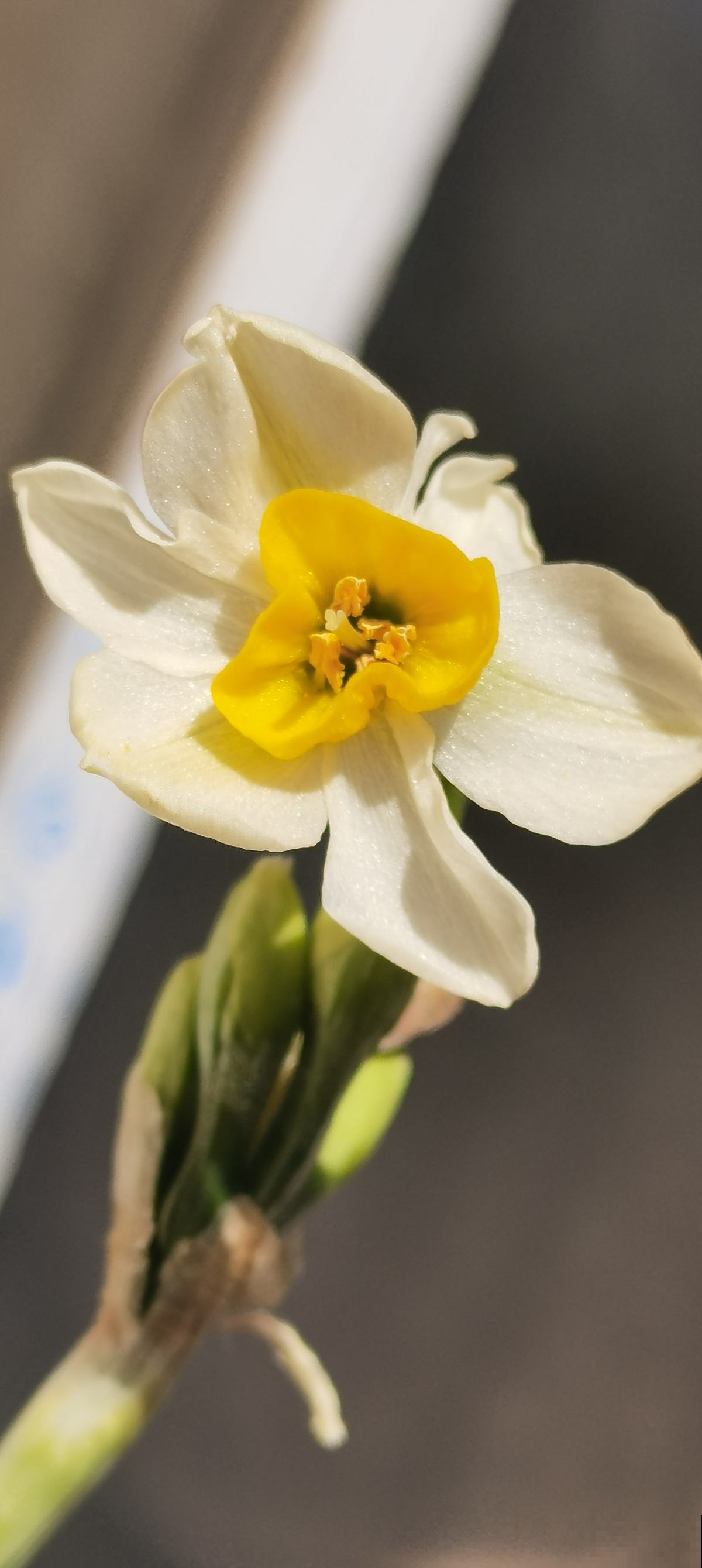 4种“有害花”,离家远一点,对身体危害大 4种“有害花”,离家远一点,对身体危害大