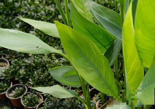 美人蕉冬天养殖，注意这4点，来年还能继续长