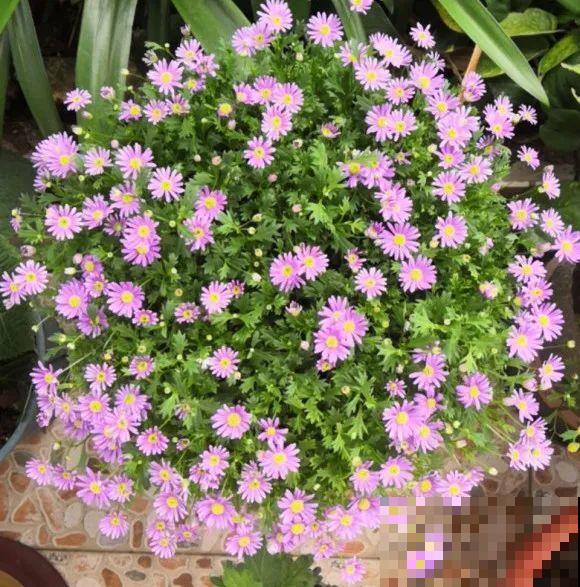 草花中的“小霸王”,耐热耐寒耐阴,开花能开大半年! 草花中的“小霸王”,耐热耐寒耐阴,开花能开大半年!