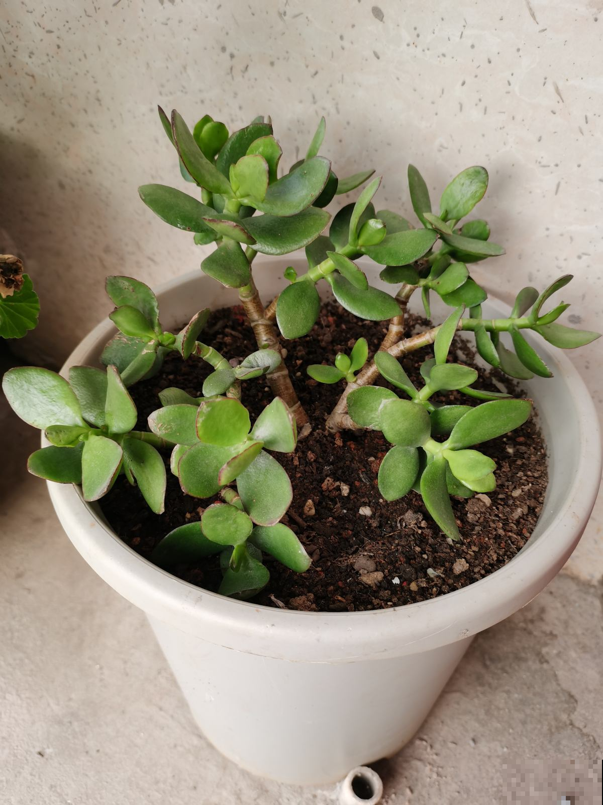 扦插总黑杆,4个方法秒变扦插“金手指”,插多少活多少 扦插总黑杆,4个方法秒变扦插“金手指”,插多少活多少