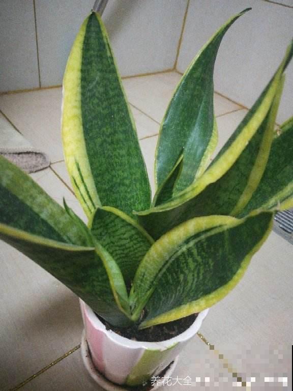 虎皮兰春天反而养“烂”了,解决根部问题很重要,呼呼窜出小钢芽 虎皮兰春天反而养“烂”了,解决根部问题很重要,呼呼窜出小钢芽