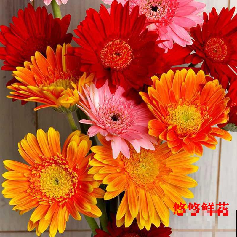 非洲菊切花养护，记住这5点，轻松延长开花时间