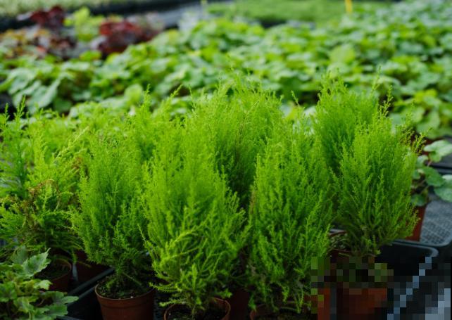 香松掐个枝条插土里，呼呼长出小嫩芽，爆盆特容易