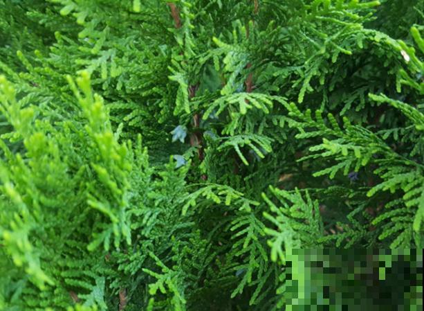 要想栽种柏树，夏季不要动，这2个季节栽种成活率才高