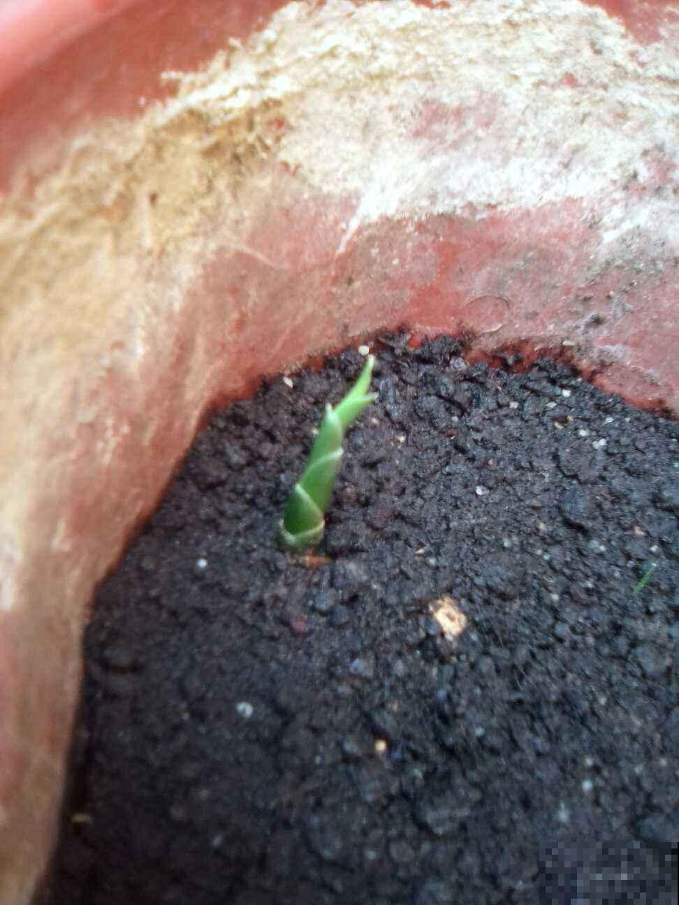 生姜别再花钱买,教你阳台盆栽,种一棵结一盆 生姜别再花钱买,教你阳台盆栽,种一棵结一盆