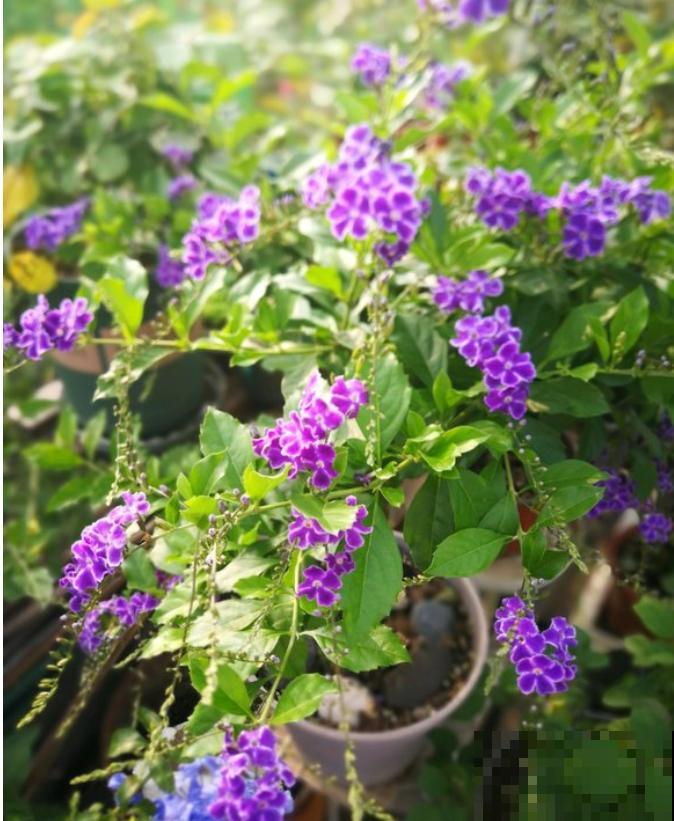 蕾丝金露花，耐热耐晒耐修剪，剪几下，变成“爆盆花”！