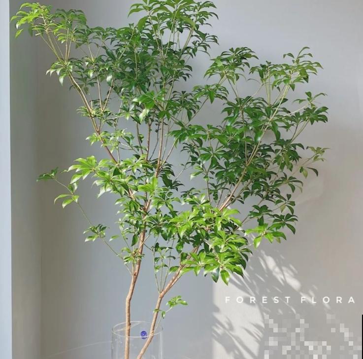 一把干枝插水里,一周开出满枝条“雪花”,颜值超高仙气飘飘 一把干枝插水里,一周开出满枝条“雪花”,颜值超高仙气飘飘