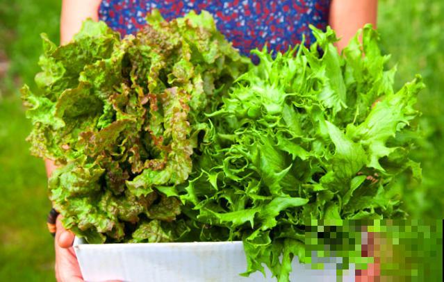 育苗盘培育蔬菜，学会这4点，长势旺盛