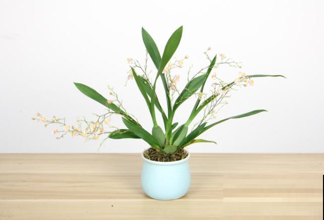 刚买的文心兰，养护记住这4点，开花又多又好看