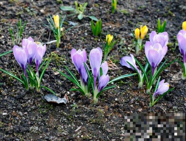 番红花养殖在室内，要注意这3点，养护简单易开花