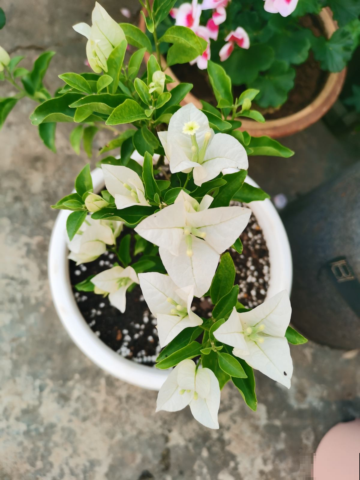 三角梅里的勤花品种，家里养一棵，能顶一个花园