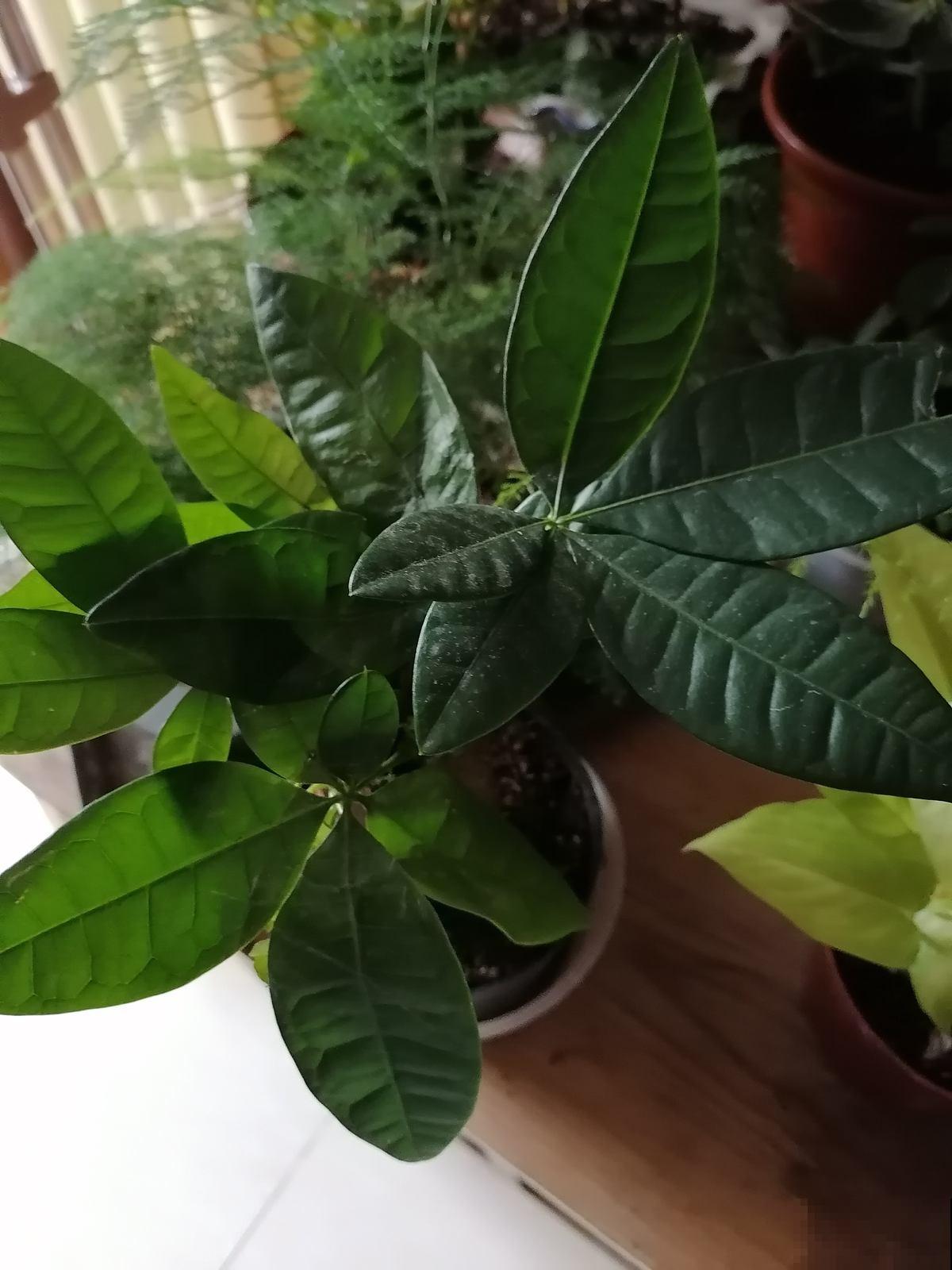 客厅有树,十有九富,6种“旺财树”,养在家里招财又旺家 客厅有树,十有九富,6种“旺财树”,养在家里招财又旺家