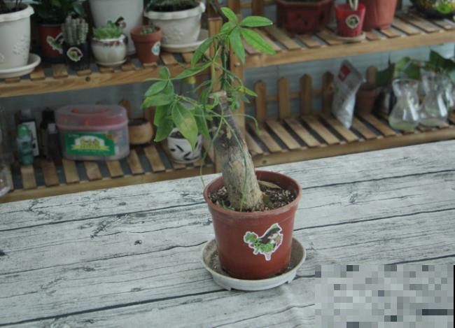 办公室常见的4种大型绿植，好养易活，还有“财源广进”好兆头