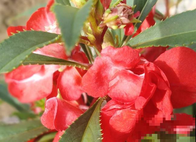 凤仙花要想养爆盆,注意这4点,呼呼长不停 凤仙花要想养爆盆,注意这4点,呼呼长不停