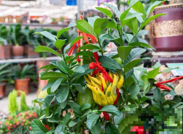 家里养盆招财佛手，有招财进宝好兆头，越养越旺家