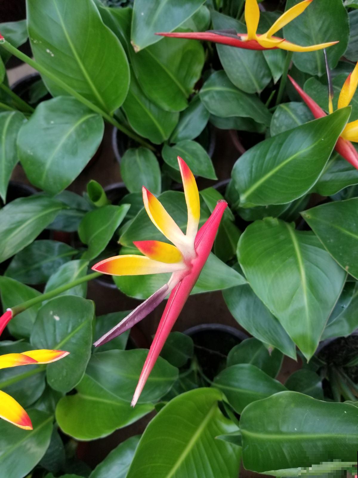 3种买花骗局,网上买花最常见,进来看不吃亏 3种买花骗局,网上买花最常见,进来看不吃亏