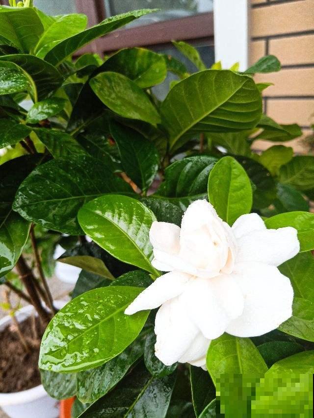 正月修剪花,这5种不能剪,剪坏了一年不开花 正月修剪花,这5种不能剪,剪坏了一年不开花