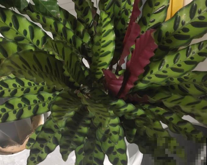 家里养盆波浪竹芋,高端大气,注意这4点轻松养殖 家里养盆波浪竹芋,高端大气,注意这4点轻松养殖