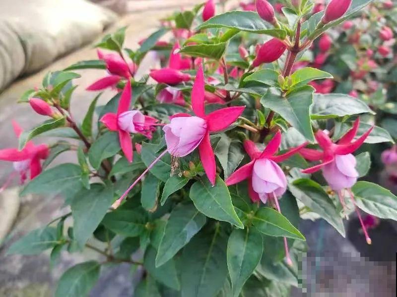 1种花春天开挂了，满盆都是小灯笼，吊起来养美翻天