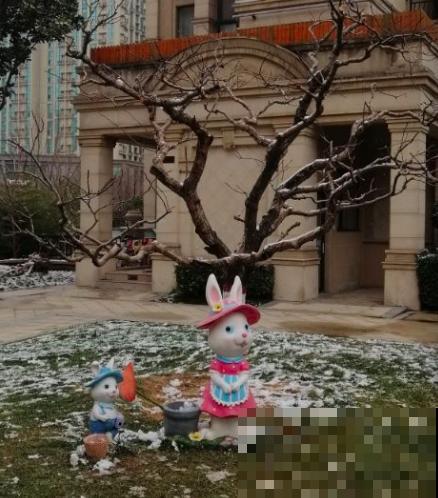 下雪天,露养植物会结冰,及时处理才能安全越冬 下雪天,露养植物会结冰,及时处理才能安全越冬