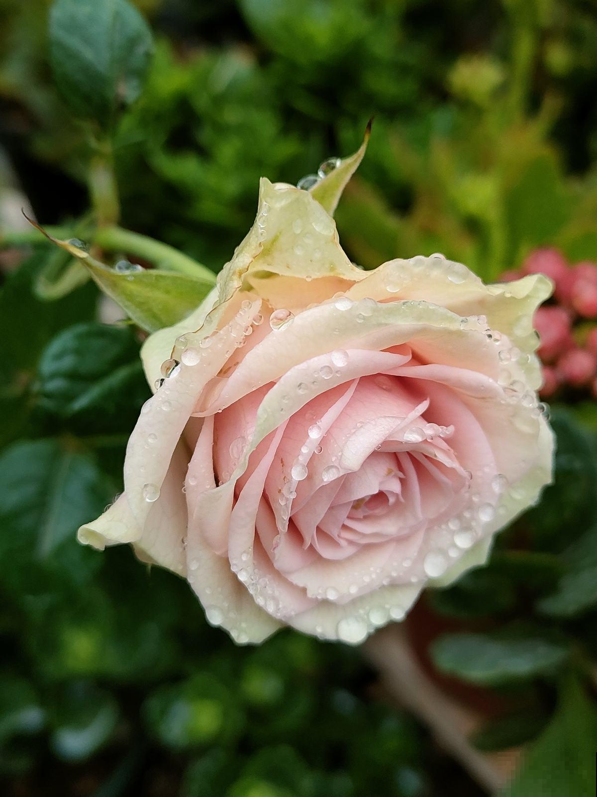 爱花和爱养花，一字之差却大有不同，3种人应该趁早放弃养花