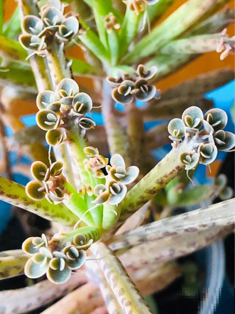 3种入侵植物,落地就生根,拔了还能长,太容易泛滥 3种入侵植物,落地就生根,拔了还能长,太容易泛滥