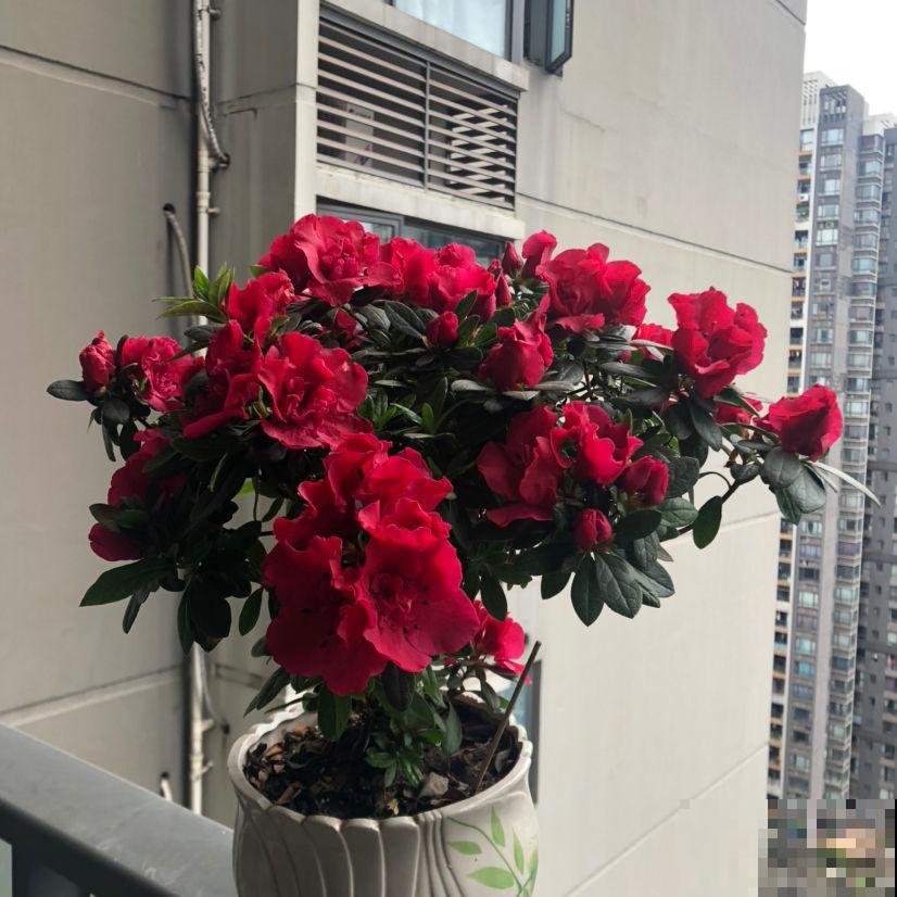 最能代表女人的4种花,千姿百态,哪种最符合你? 最能代表女人的4种花,千姿百态,哪种最符合你?