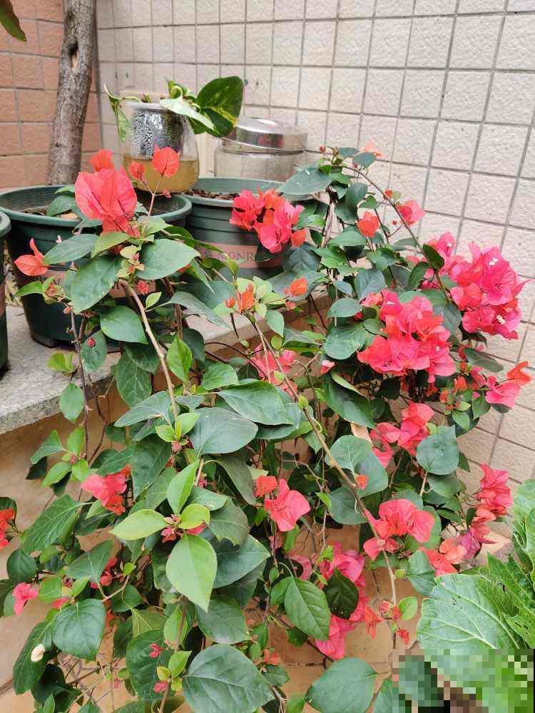 现在给三角梅“喂”点肥,春天呼呼开花不停,花多得看不见叶 现在给三角梅“喂”点肥,春天呼呼开花不停,花多得看不见叶