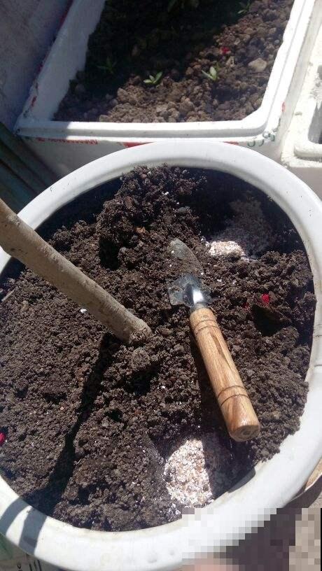 羊粪松土鸡粪上劲，养花要记住的口诀，记住了你也能养好花