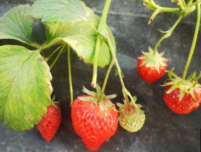 网购草莓苗老是种不活，主要和这4点有关，注意养殖方式没问题