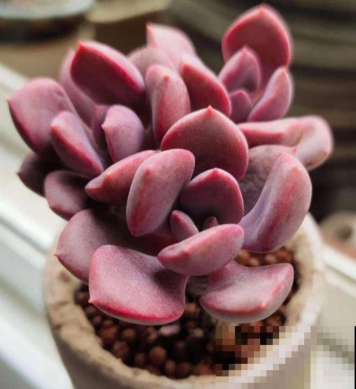 春天养多肉，上色是关键，养好就是“调色盘”