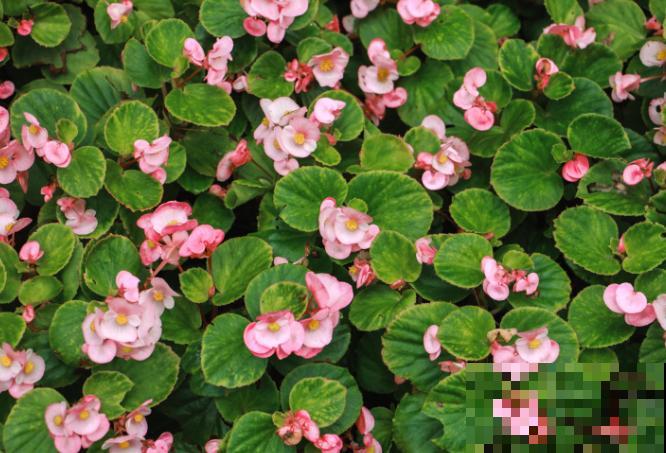 酸性土壤的花卉有很多，这5种最常见，换对土长势好