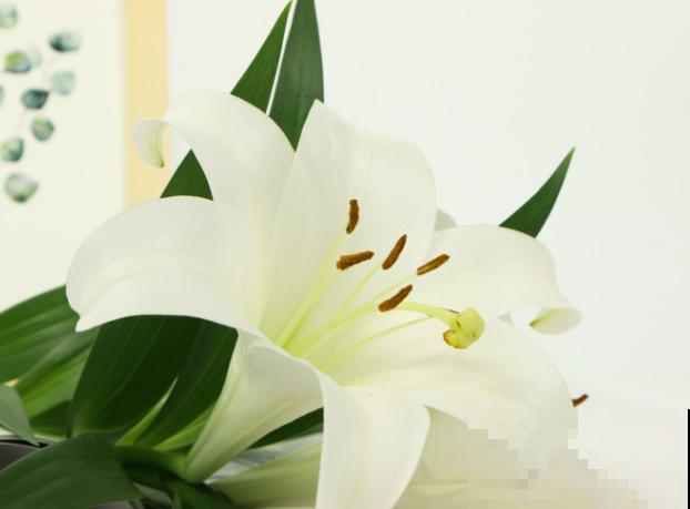 百合花种球买回家，注意这4点，轻松种植