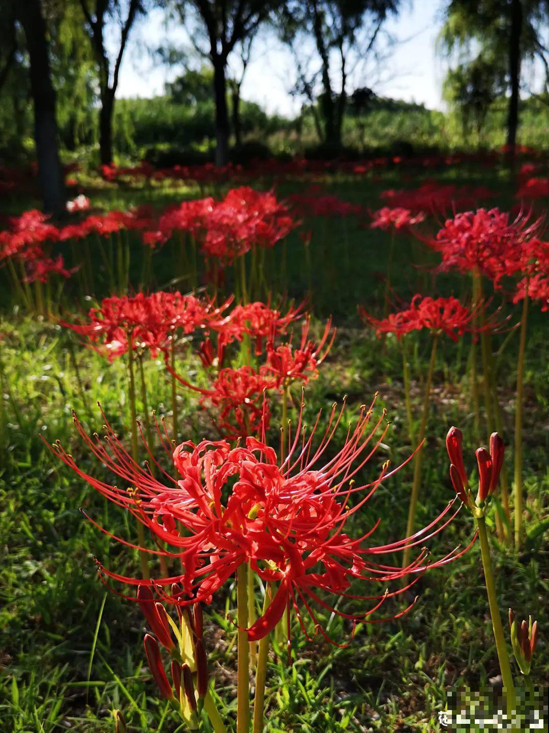 过年烟花没看够，快养这9种花，开花更美
